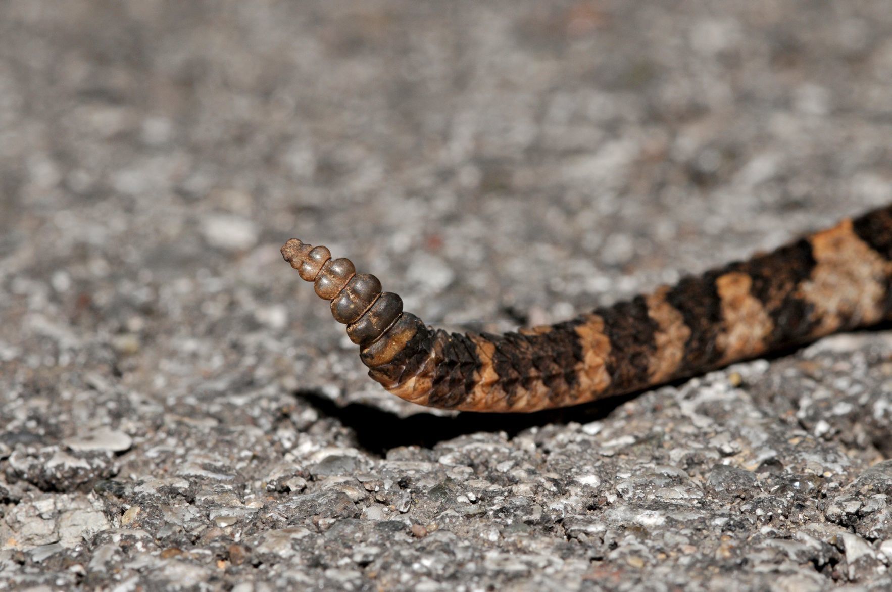 venomous snakes
